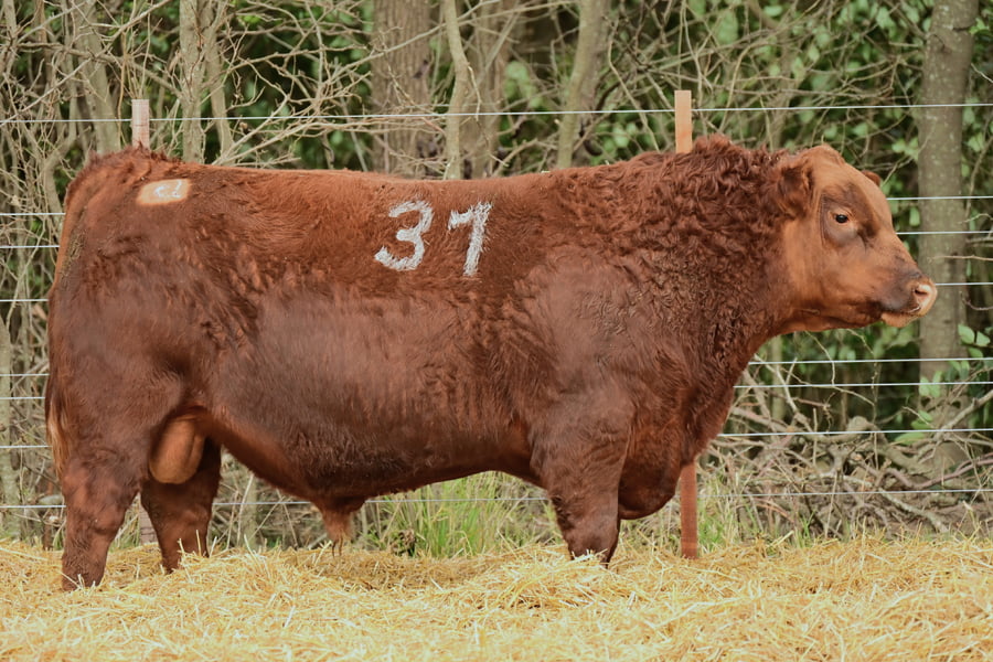 Lote TOROS ANGUS PC