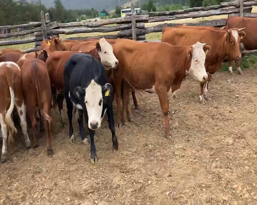 Lote 37 Vaquilla Engorda en Aysén, XI Región Aysén
