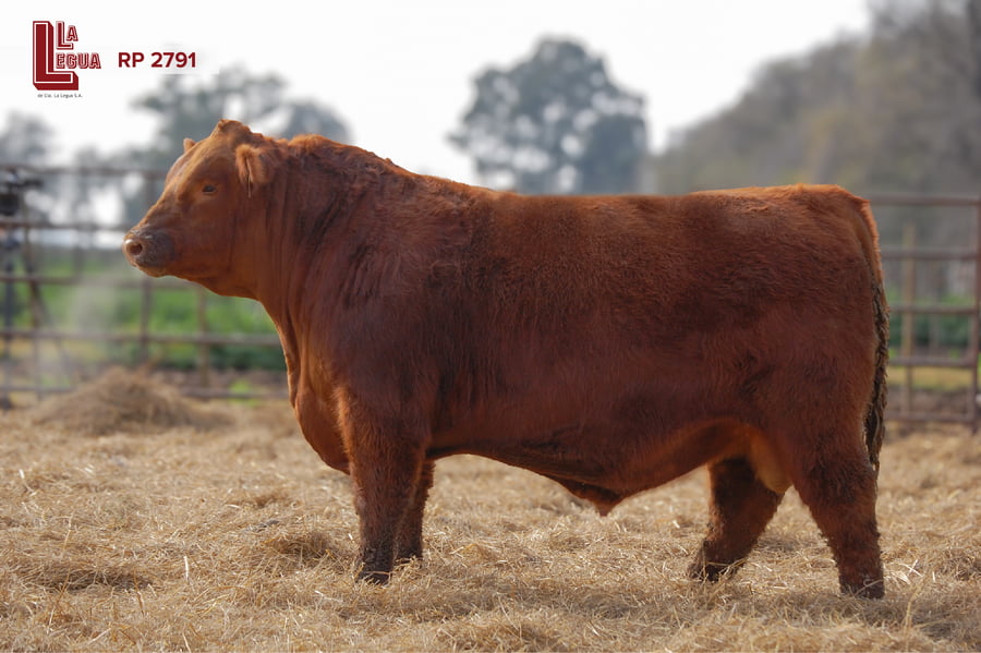 Lote TOROS ANGUS  PP