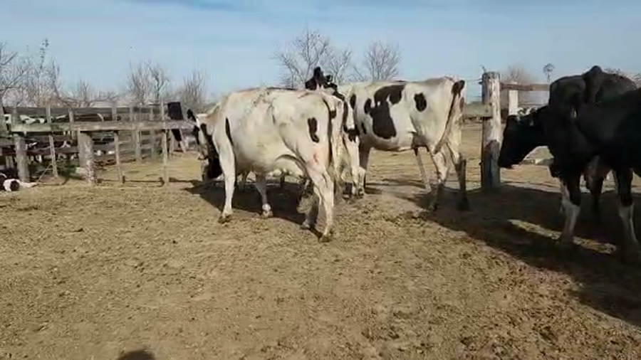 Lote Est. Don Osvaldo - Produccion