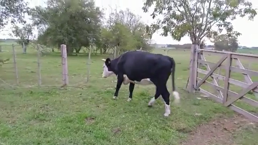 Lote VACA GORDA