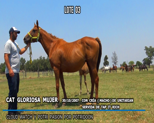 Lote CAT GLORIOSA MUJER