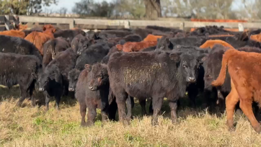 Lote 120 Terneros