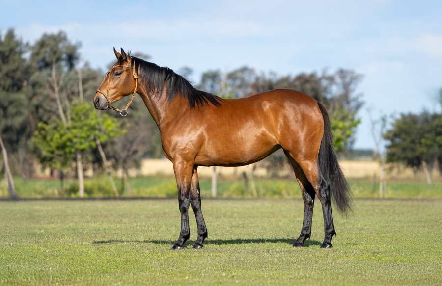 Lote DON ERCOLE SENTIMENTAL