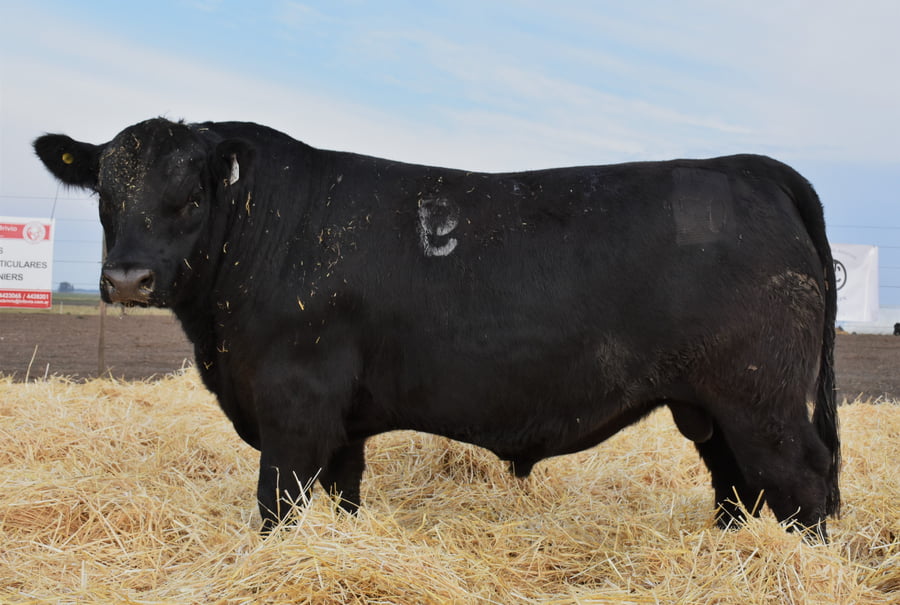 Lote TOROS PC