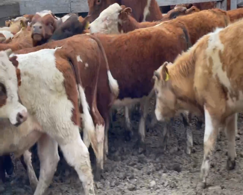 Lote 50 Novillo Engorda en Coyhaique, XI Región Aysén