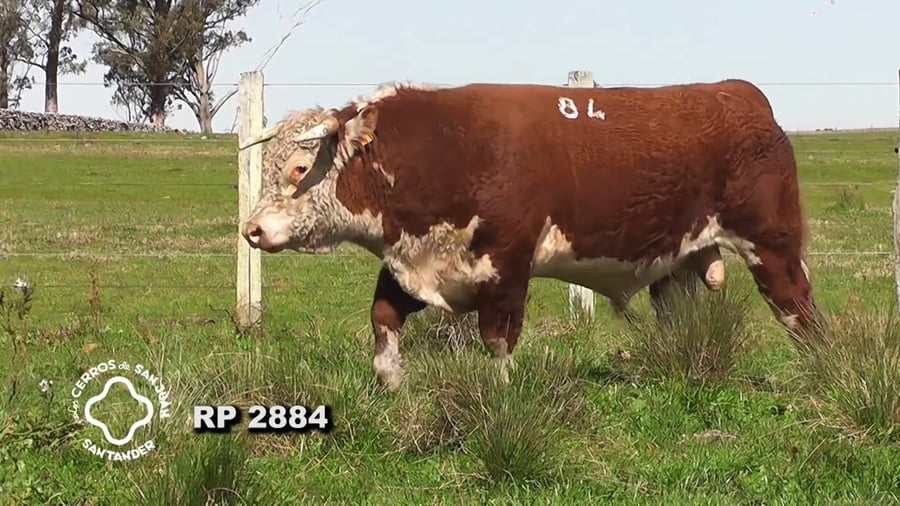 Lote Toro Hereford PO de 3 años