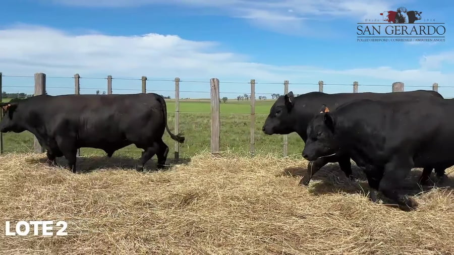 Lote Toros Aberdeen Angus