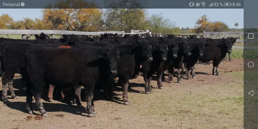 Lote 85 Terneros en Entre Ríos, Federal