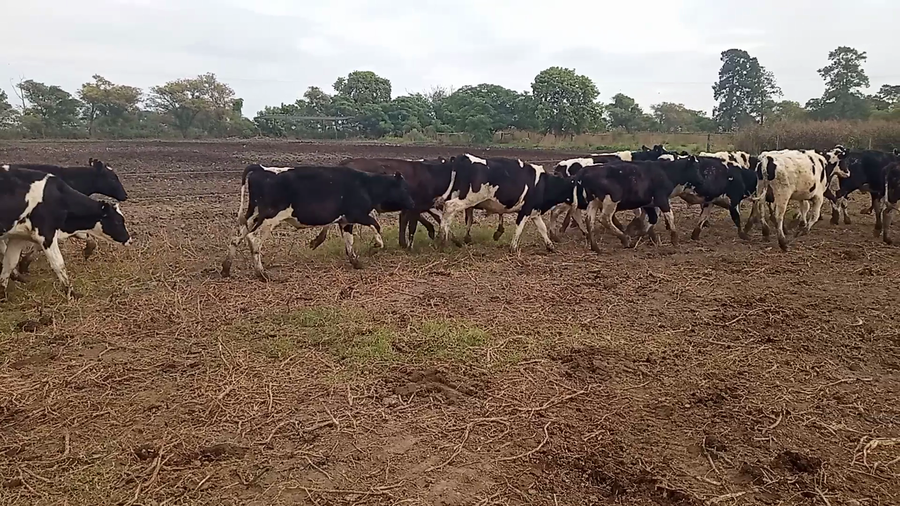 Lote 46 Novillitos Holando Argentino en Seeber, Cordoba