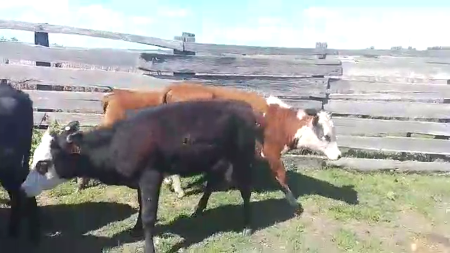 Lote 6 Terneras AB HE a remate en REMATE POR PANTALLA 160kg - , San José