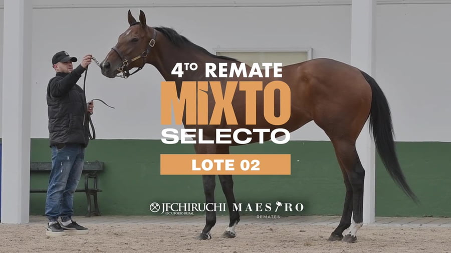 Lote MIAMI FEVER