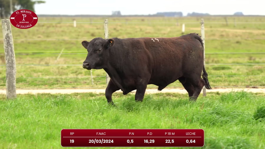 Lote Angus