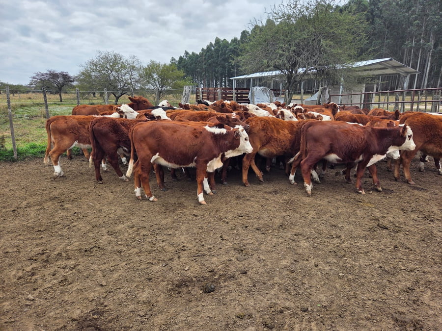 Lote 110 Terneras
