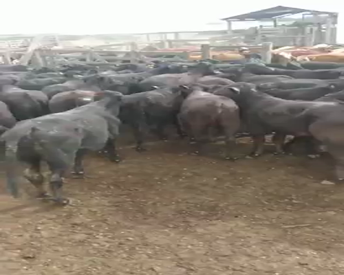 Lote 104 Terneras en Pirané, Formosa