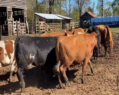 Lote 26 Vaquilla Engorda en Frutillar, X Región Los Lagos