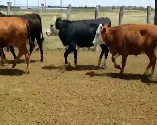 Lote 80 Terneros/as en Entre Ríos, Villaguay