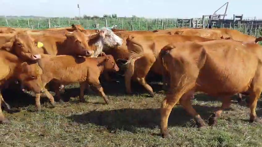 Lote 50 Vacas CUT C/Cría en Daireaux