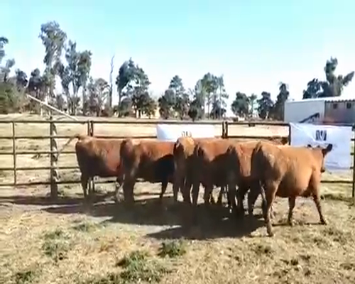 Lote 6 Vaquillonas PC preñadas en Viamonte, Córdoba