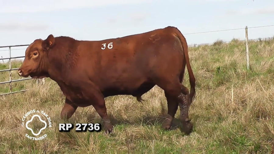 Lote Toro Red Angus SA de 3 años