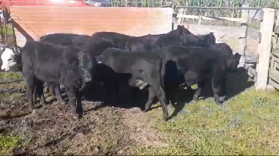 Lote 9 Terneros y Terneras ANGUS/ HEREFORD a remate en #44 Pantalla Carmelo 140kg -  en PASO LA CADENA