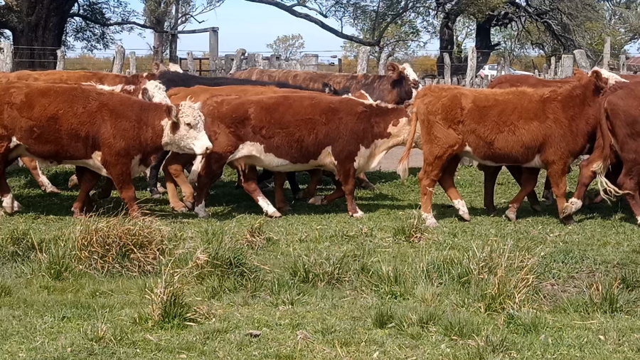 Lote 30 Vacas nuevas en Corrientes, Curuzu Cuatia