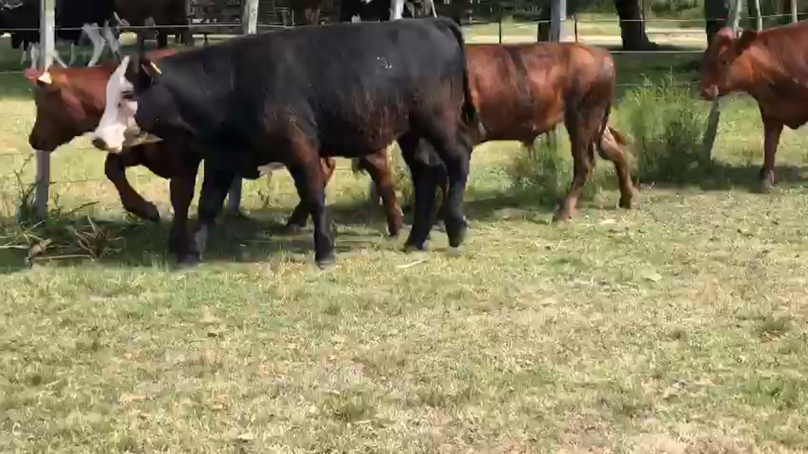Lote 7 Novillos Angus y Cruza
