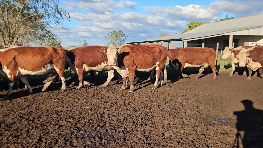 Lote 76 Vacas