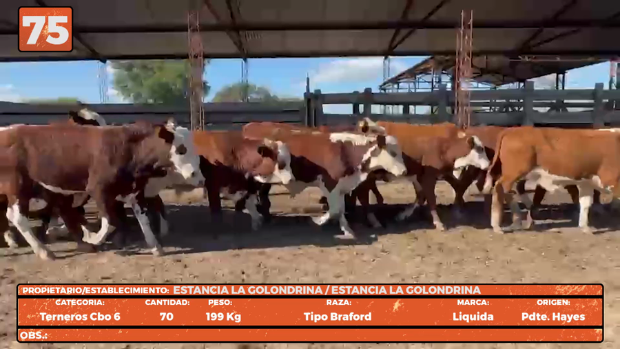 Lote LOTE 75