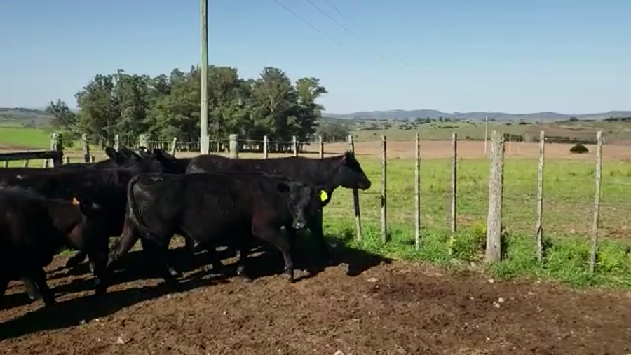 Lote vaquillonas  SA haciendo 2 años, preñadas, a parir en otoño