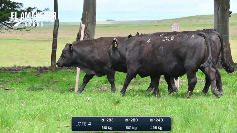 Lote Toros PI
