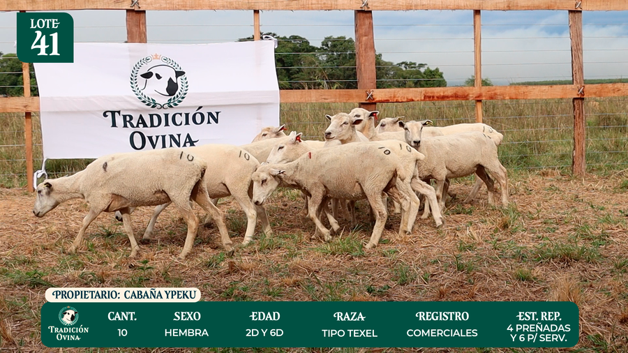 Lote LOTE 41 - POR PANTALLA