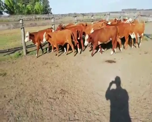 Lote 25 Vaquillonas en Villaguay, Entre Ríos