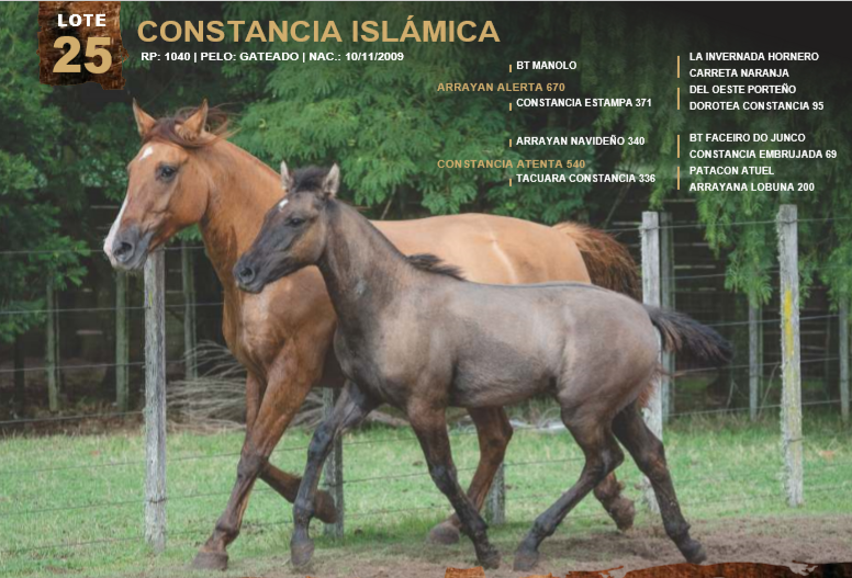 Lote CONSTANCIA ISLÁMICA