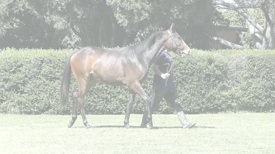 Lote BABY WARRIOR (PLATINUM WARRIOR -  ROSSETA)