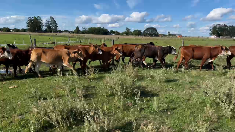 Lote 50 Vaquillonas en Corrientes, San Roque