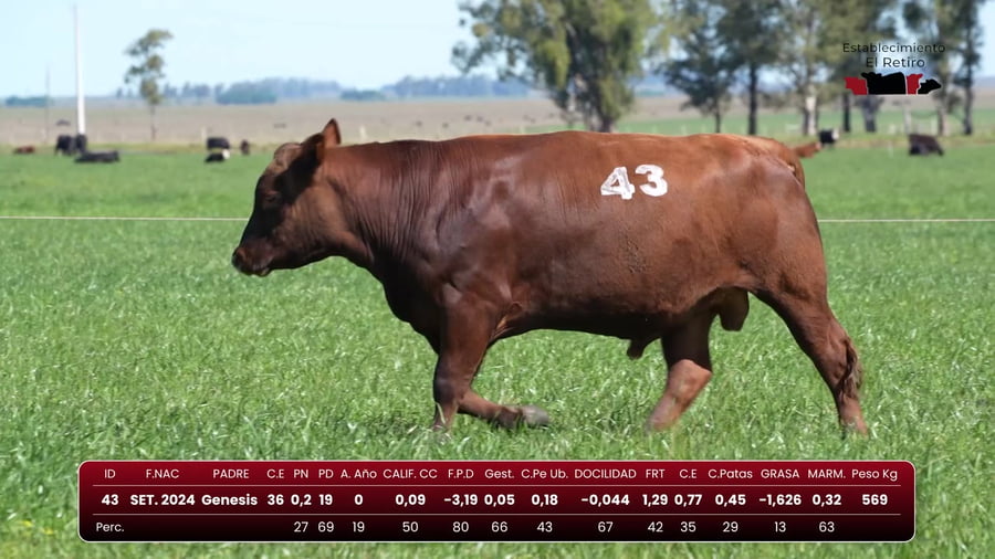Lote RP 43