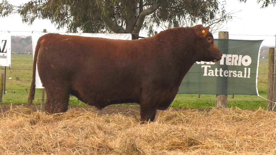 Lote TOROS PUROS POR CRUZA