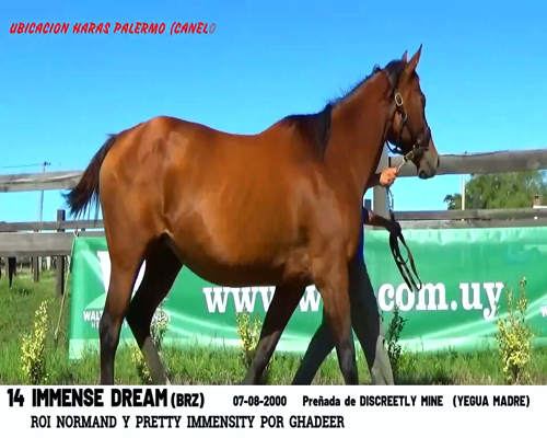 Lote IMMENSE DREAM (BRZ)