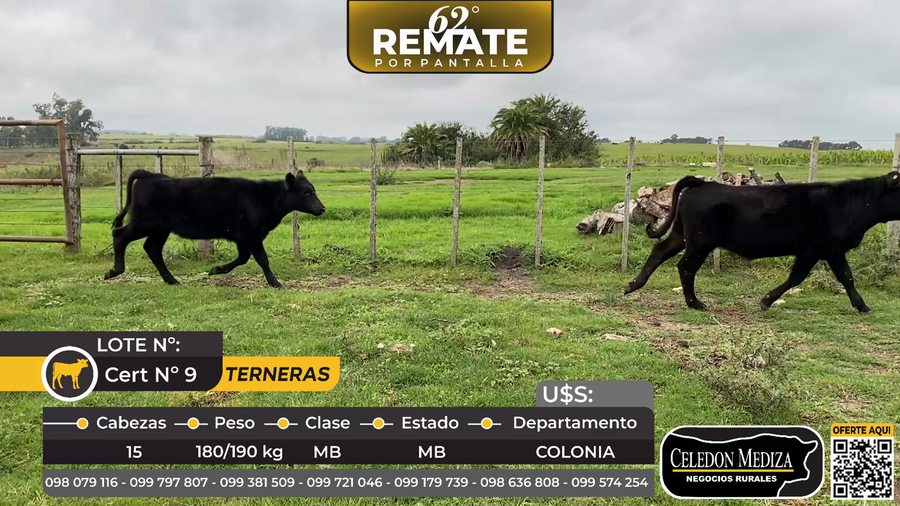 Lote 15 Terneras en El Cuadro a 25 km de Miguelete, Colonia