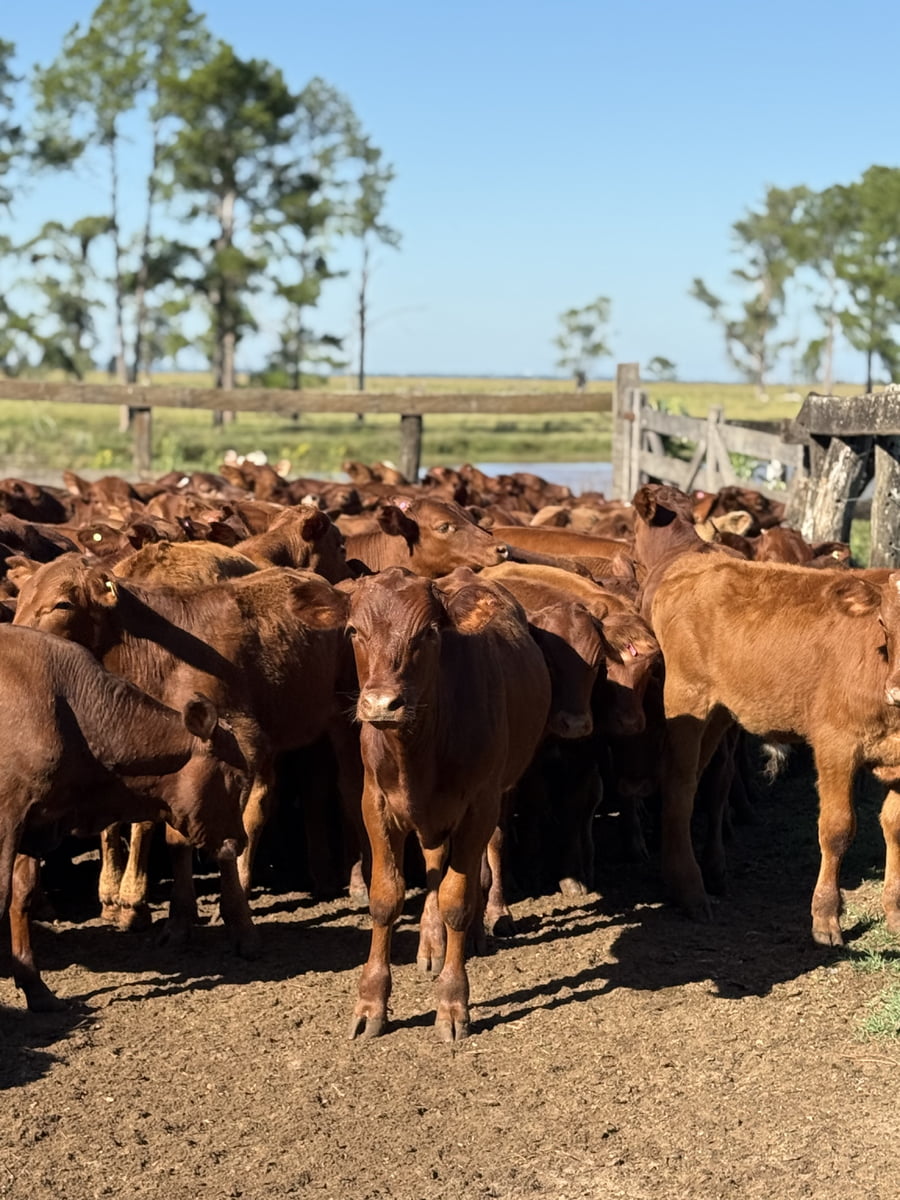 Lote 100 Terneros/as en Corrientes, Alvear