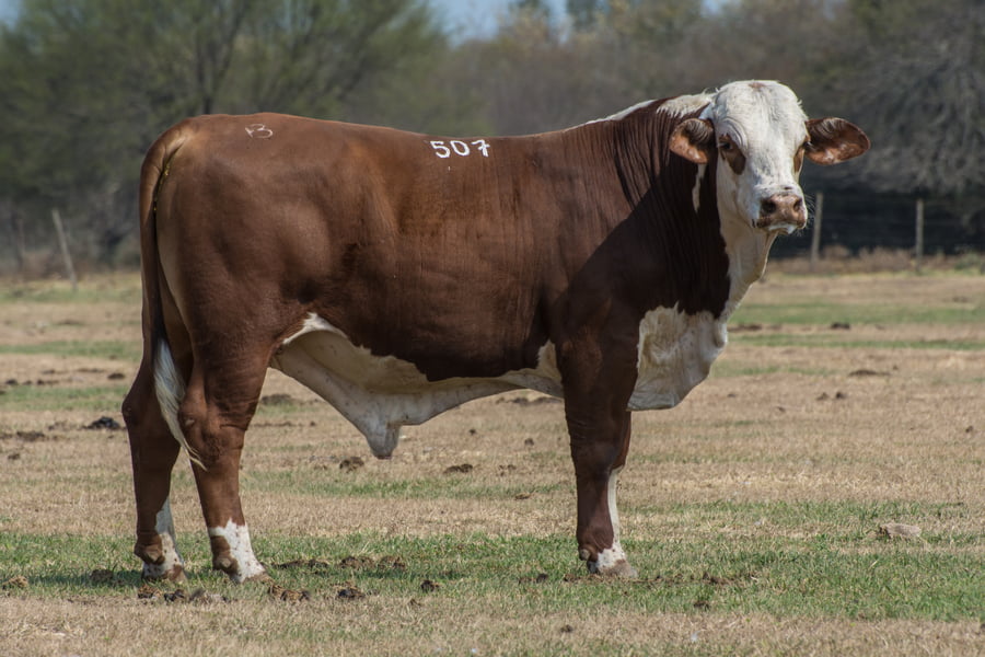 Lote Corral 4/5-CABAÑA ESTANCIA VIEJA