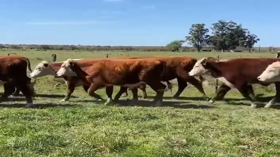 Lote 75 Novillitos