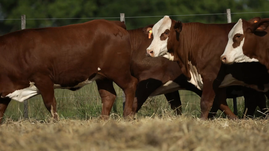 Lote Vaquilla Para Servicio