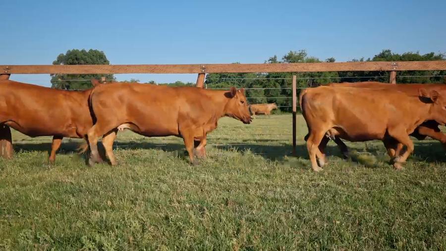 Lote 15 Vacas nuevas Preñadas