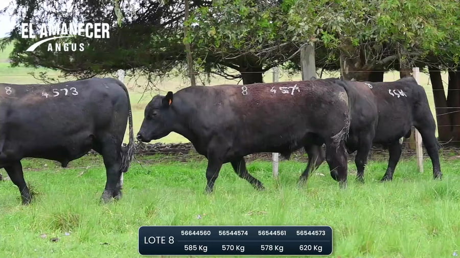 Lote Toros SA