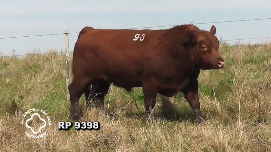 Lote Toro Red Angus SA de 3 años