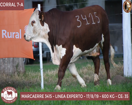 Lote Toro Braford Cabaña El Retiro