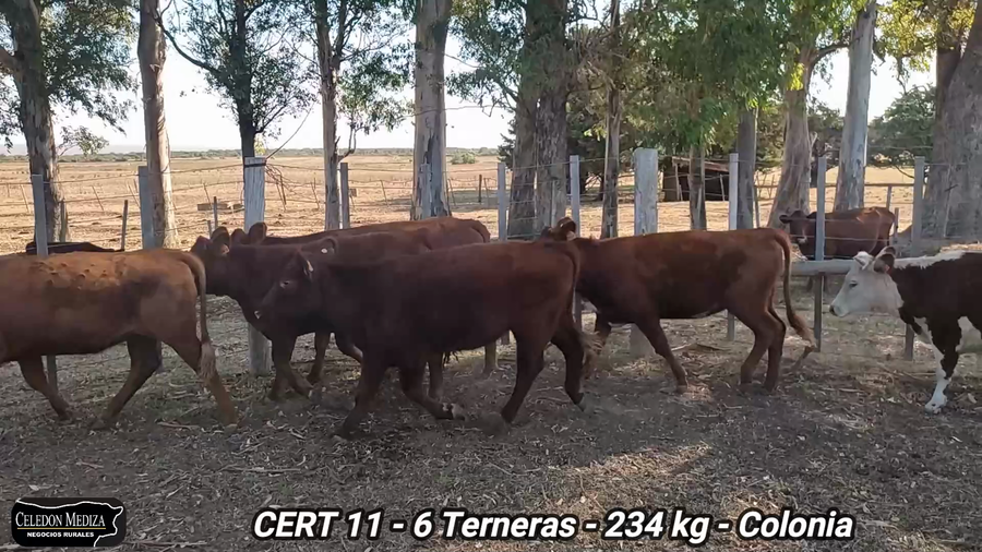 Lote 6 Terneras en Colonia