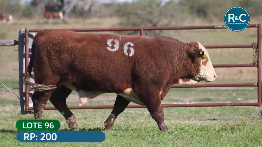 Lote Hereford